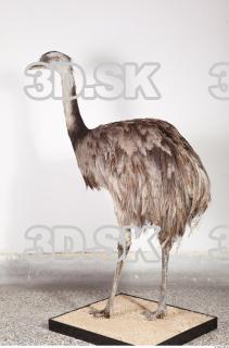 Emus body photo reference 0078
